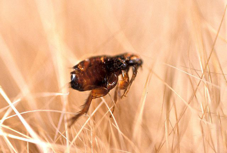 專業除跳蚤，除四害、全杭州接單，快速上門，超長質保高效服務。